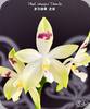 Phal. tetraspis Doodle